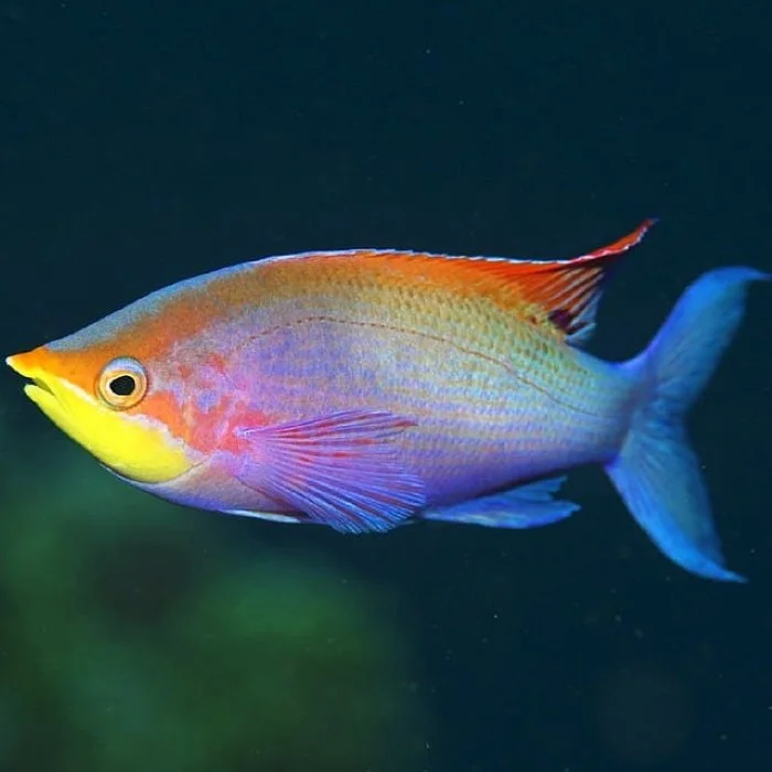 魚魚 : LE MYSTÈRE DU FISHVAPORWAVE AMÉRICAIN