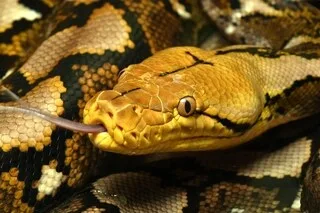 UN PYTHON RÉTICULÉ DE 5,60 MÈTRES CAPTURÉ À PORTO RICO, LE PLUS LONG JAMAIS ATTRAPÉ SUR LE TERRITOIRE