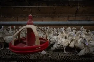 « DES ANIMAUX EN SITUATION DE SOUFFRANCE » : CARREFOUR RÉAGIT AUX IMAGES DE CANARDS D’ÉLEVAGE EN MAINE-ET-LOIRE DE L214