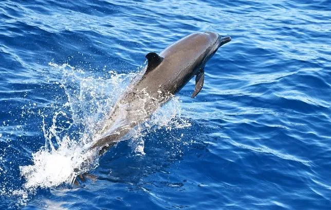 Y A-T-IL DES DAUPHINS KAMIKAZES DANS LE DÉTROIT D’ORMUZ ?
