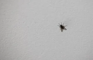 POURQUOI LES MOUCHES ET AUTRES INSECTES AIMENT TANT SE POSER SUR NOTRE PLAFOND ?