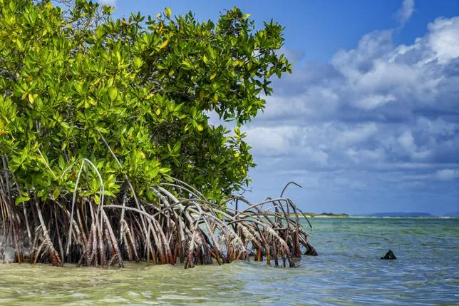 L’INCROYABLE RÉSURRECTION DES MANGROVES DANS LE MONDE