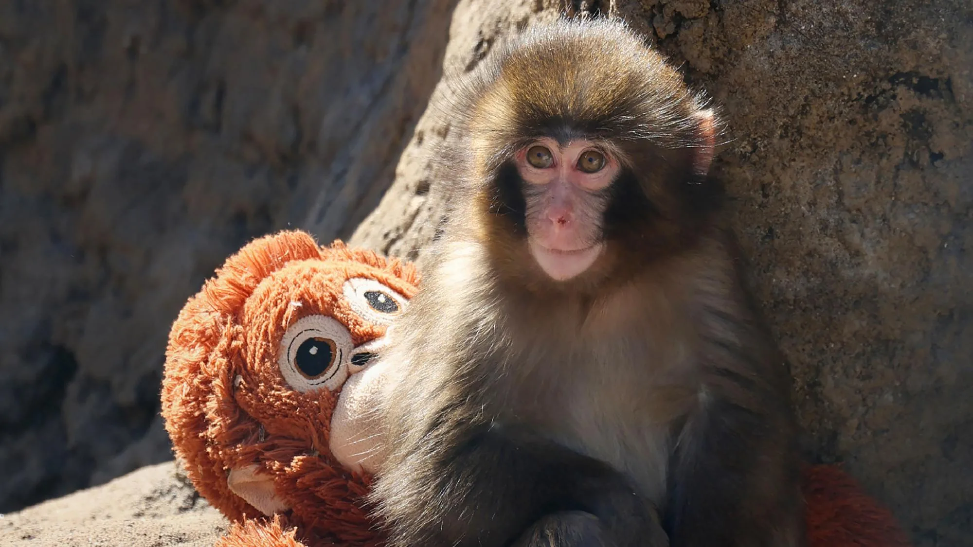 PUNCH LE PETIT SINGE A REÇU BIEN PLUS DE CARTES D’ANNIVERSAIRE QUE VOUS N’EN RECEVREZ JAMAIS