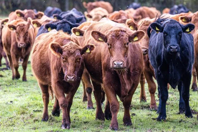 239 VACHES VOLATILISÉES : AU SUD DE BERLIN, LA POLICE TRAQUE UNE “MAFIA DES BOVINS”