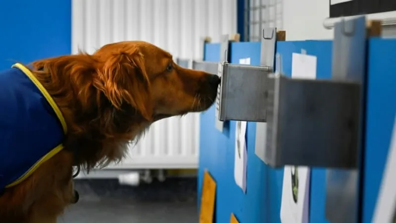 CHAQUE ANIMAL FAIT ENTRER 1,5 MILLION D’EUROS PAR AN DANS LES CAISSES: UNE PÉNURIE INÉDITE DE CHIENS RENIFLEURS COÛTE DES MILLIONS AU FISC SUD-AFRICAIN