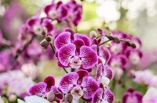 CETTE FLEUR EXISTE DEPUIS DES MILLIONS D’ANNÉES : ELLE A CHANGÉ DE VIE POUR PARTAGER SA PASSION POUR LES ORCHIDÉES