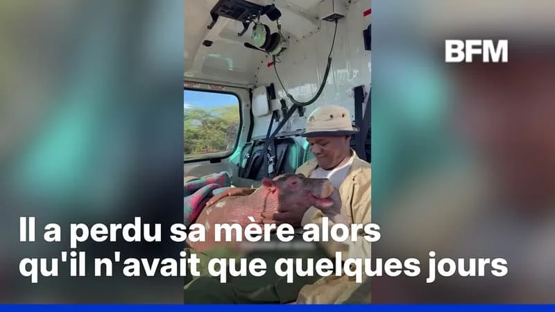KENYA: UN BÉBÉ HIPPOPOTAME ORPHELIN SE FAIT DES NOUVEAUX AMIS