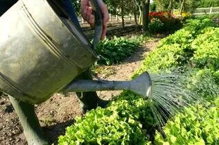 «NOUS AVIONS CONNU UNE DEMANDE TRÈS FORTE DE CONNEXION AVEC LA NATURE » MAIS EN 2026, ÇA TAILLE DANS LE BUDGET JARDINAGE