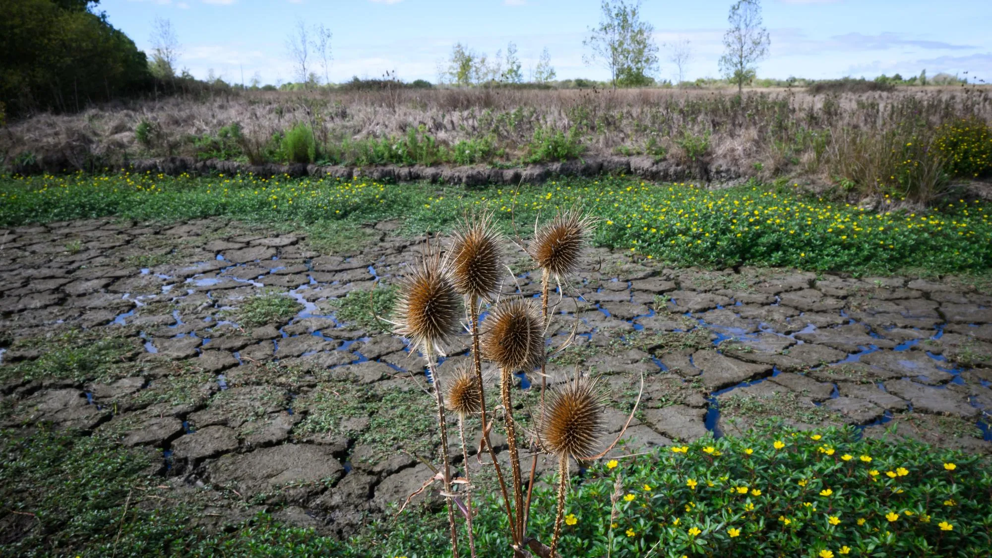 « LE SOL EST COMME UNE ÉPONGE TOUTE SÈCHE » : POUR SORTIR DE LA SÉCHERESSE, NI LES ORAGES NI LA PLUIE NE SUFFIRONT
