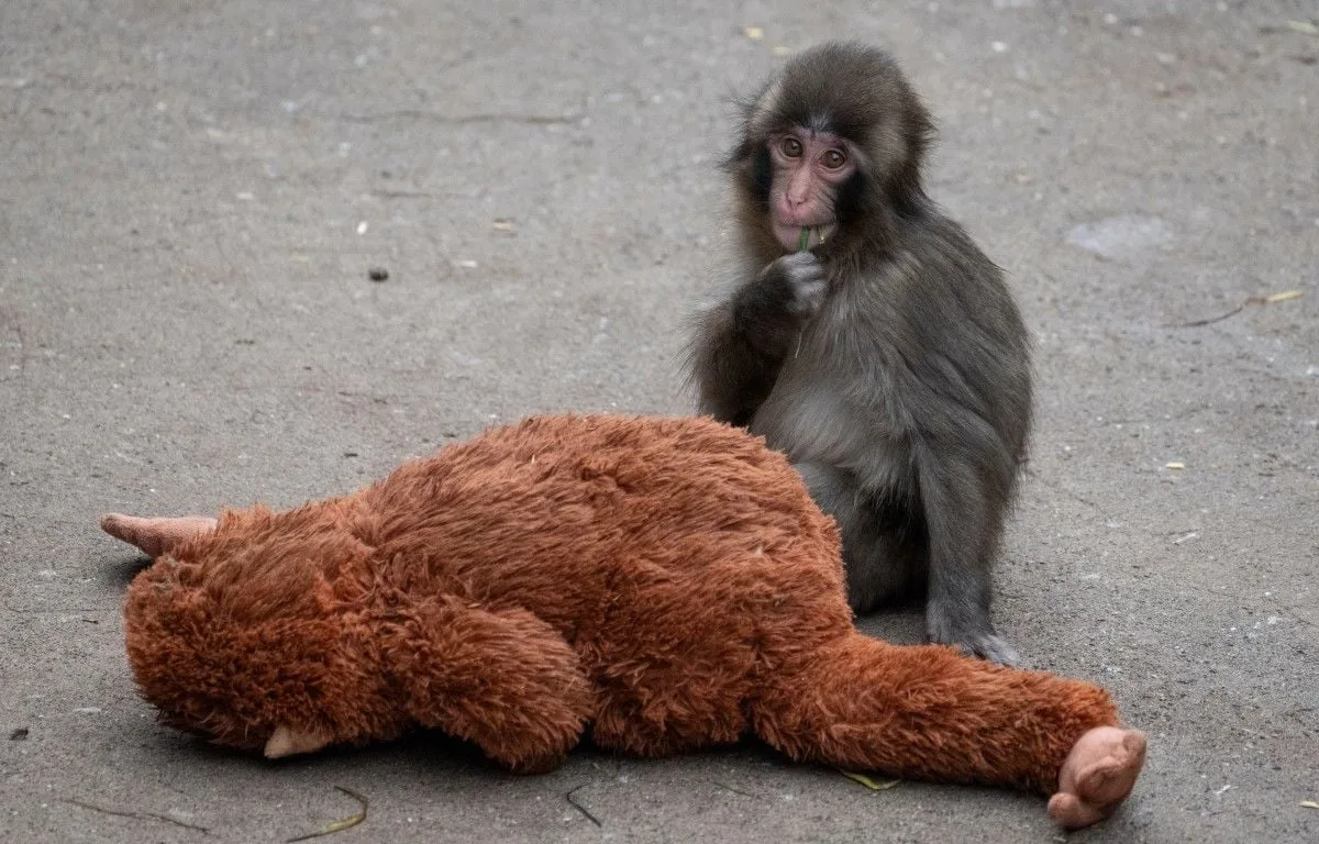 JAPON : LE SINGE PUNCH, DEVENU CÉLÈBRE GRÂCE À SA PELUCHE, A REÇU DES MILLIERS DE CARTES POUR SON PREMIER ANNIVERSAIRE
