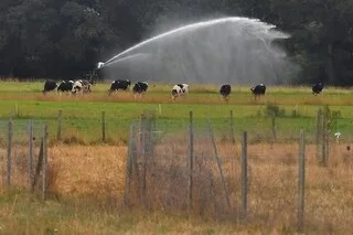 CANICULE. LA CONFÉDÉRATION PAYSANNE DEMANDE LA RECONNAISSANCE DE L’ÉTAT DE CATASTROPHE NATURELLE EN MAINE-ET-LOIRE