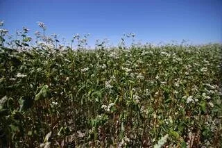INFO OUEST-FRANCE. UN AGRICULTEUR BIO DE L’ORNE FAIT CONDAMNER L’ÉTAT APRÈS LA POLLUTION AU PROSULFOCARBE DE SA RÉCOLTE