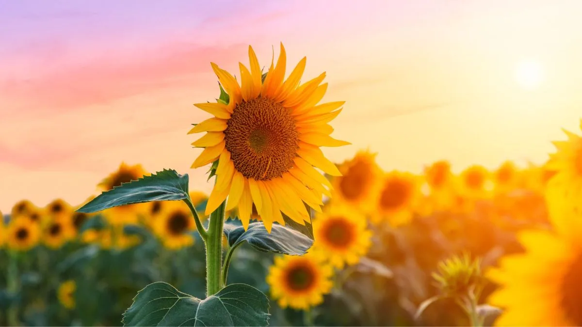 SOLSTICE D’ÉTÉ 2026 : POURQUOI L’ÉTÉ NE TOMBE-T-IL PAS LE 21 JUIN CHAQUE ANNÉE ?