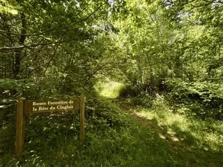 DANS LE CALVADOS, CETTE FORÊT MÉCONNUE OFFRE UNE BALADE SECRÈTE À L’OMBRE DES GRANDS ARBRES