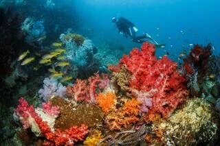 LES CORPS DE QUATRE PLONGEURS ITALIENS MORTS DANS UN ACCIDENT DE PLONGÉE AUX MALDIVES ONT ÉTÉ RETROUVÉS