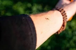 MAIS POURQUOI LES MOUSTIQUES S’ACHARNENT-ILS TOUJOURS SUR LES MÊMES PERSONNES ?