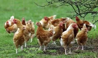 ANIMAUX MORTS DE LA CHALEUR EN SARTHE : DES EXPLOITATIONS AUTORISÉES À ENFOUIR LES CARCASSES