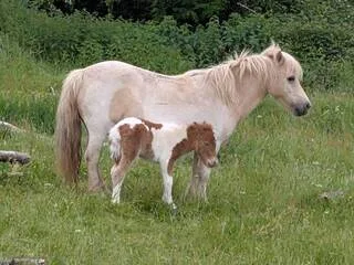 PONETTE DÉVORÉE EN MAINE-ET-LOIRE : QUE DIT L’OFFICE FRANÇAIS DE LA BIODIVERSITÉ SUR UNE RESPONSABILITÉ DU LOUP ?