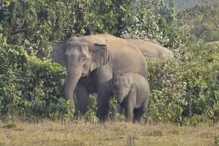 EN INDE, UNE FEMME TUÉE PAR UN ÉLÉPHANT SOUS LES YEUX DE SON FILS