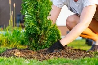 FACE AU RISQUE D’INCENDIE, VOICI LES VÉGÉTAUX PARTICULIÈREMENT INFLAMMABLES À ÉVITER DE PLANTER DANS SON JARDIN