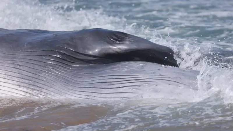 UNE BALEINE RETROUVÉE ÉCHOUÉE SUR UNE PLAGE DE L’ÎLE DE RÉ
