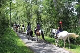UN CHEVAL SE CABRE PENDANT UNE SORTIE SCOLAIRE EN FORÊT PRÈS DE RENNES : CINQ ENFANTS LÉGÈREMENT BLESSÉS