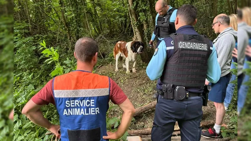 UN HOMME INTERPELLÉ PAR LES GENDARMES APRÈS AVOIR L’ABANDON D’UN CHIEN DANS UN BOIS DU PAS-DE-CALAIS