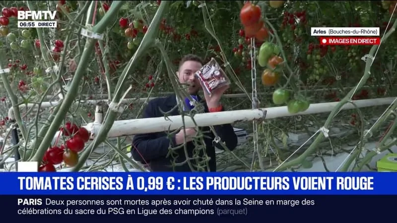 “UNE CONCURRENCE DÉLOYALE” : LA RIPOSTE DES PRODUCTEURS FRANÇAIS DE TOMATES CERISES