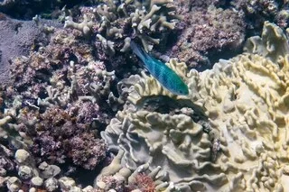 «ÇA EXPLOSERA COMME UNE BOMBE» : LA COURSE CONTRE LA MONTRE DE CE CHERCHEUR POUR SAUVER LES CORAUX DE LA CANICULE MARINE