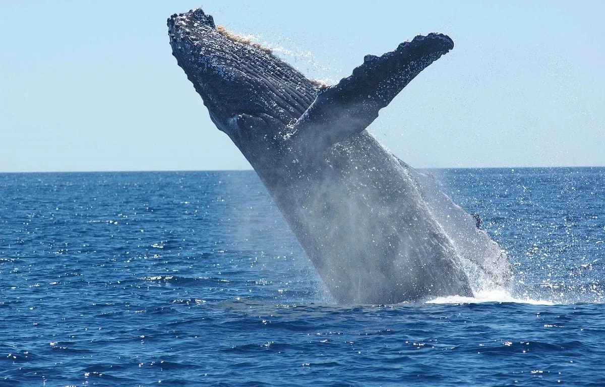AUSTRALIE : « UN MOMENT MAGIQUE »… UN DRONE FILME LA NAISSANCE D’UNE BALEINE À BOSSE