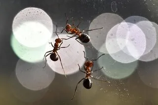 COMMENT LUTTER CONTRE UNE FOURMILIÈRE INSTALLÉE CHEZ SOI ? ON VOUS RÉPOND