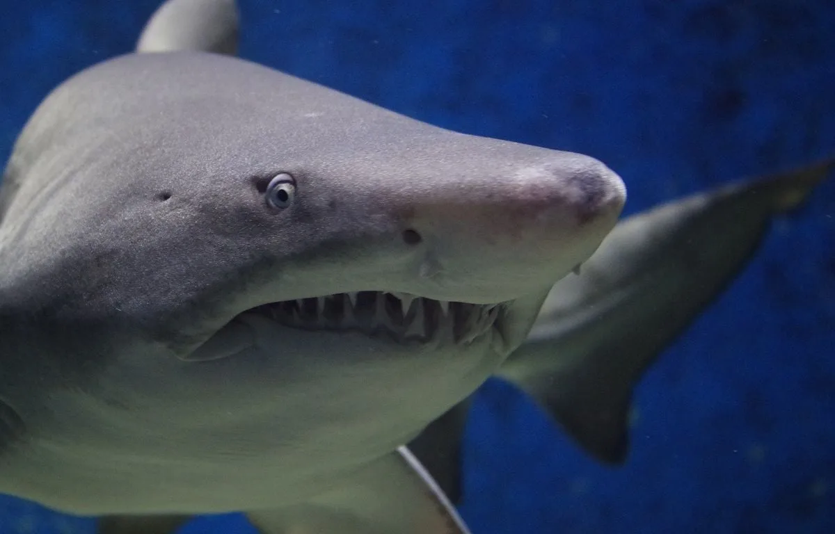 NOUVELLE-ZÉLANDE : UN REQUIN L’ATTAQUE EN PLEINE CHASSE SOUS-MARINE, IL FILME LA SCÈNE