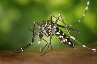 POURQUOI SI PEU DE CAS DE DENGUE ET CHIKUNGUNYA CET ÉTÉ EN MÉTROPOLE ?