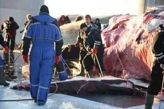 « CERTAINES METTAIENT DEUX HEURES À MOURIR » : CETTE ONG CRAINT LE RETOUR DE LA PÊCHE À LA BALEINE EN ISLANDE DÈS JUIN