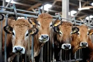 LA QUESTION DU JOUR. SERIEZ-VOUS PRÊT À LOUER UNE VACHE POUR SOUTENIR LES ÉLEVEURS ?
