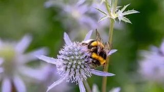 CONNAISSEZ-VOUS VRAIMENT LES BOURDONS ? PARTICIPEZ AU COMPTAGE DE CES PRÉCIEUX POLLINISATEURS