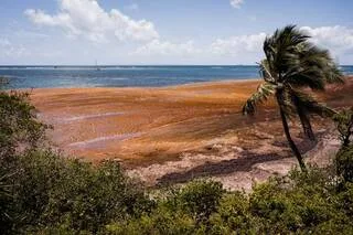 REPORTAGE. « ODEURS », « MAUX DE TÊTE »… EN GUADELOUPE, DES ÉPREUVES DU BAC DÉLOCALISÉES À CAUSE DES ALGUES SARGASSES