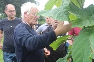 CONTRAINT DE CESSER SON ACTIVITÉ D’ÉLEVAGE, CET AGRICULTEUR SE LANCE DANS LA CULTURE DE PAULOWNIA, UN ARBRE « MAGIQUE »