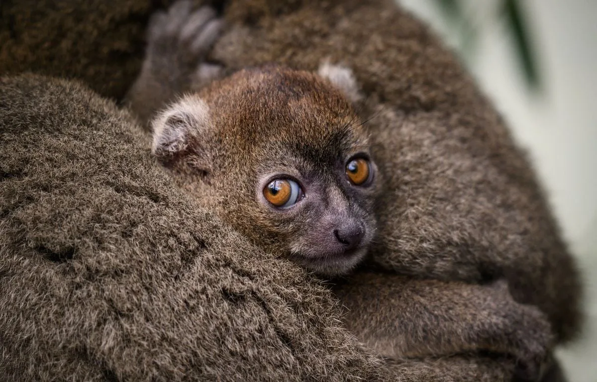 BESANÇON : NAISSANCE RARISSIME D’UN LÉMURIEN BAMBOU, UNE ESPÈCE EN DANGER CRITIQUE D’EXTINCTION