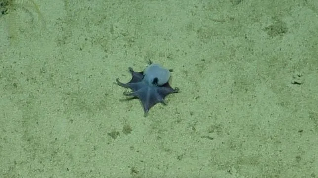 ONZE ANS APRÈS SA DÉCOUVERTE AUX GALÁPAGOS, CE “SI MIGNON” POULPE BLEU A ÉTÉ BAPTISÉ