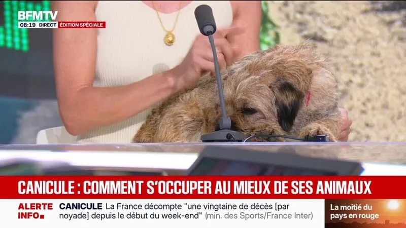 CANICULE: COMMENT PRENDRE SOIN DE SES ANIMAUX AVEC CES FORTES CHALEURS?