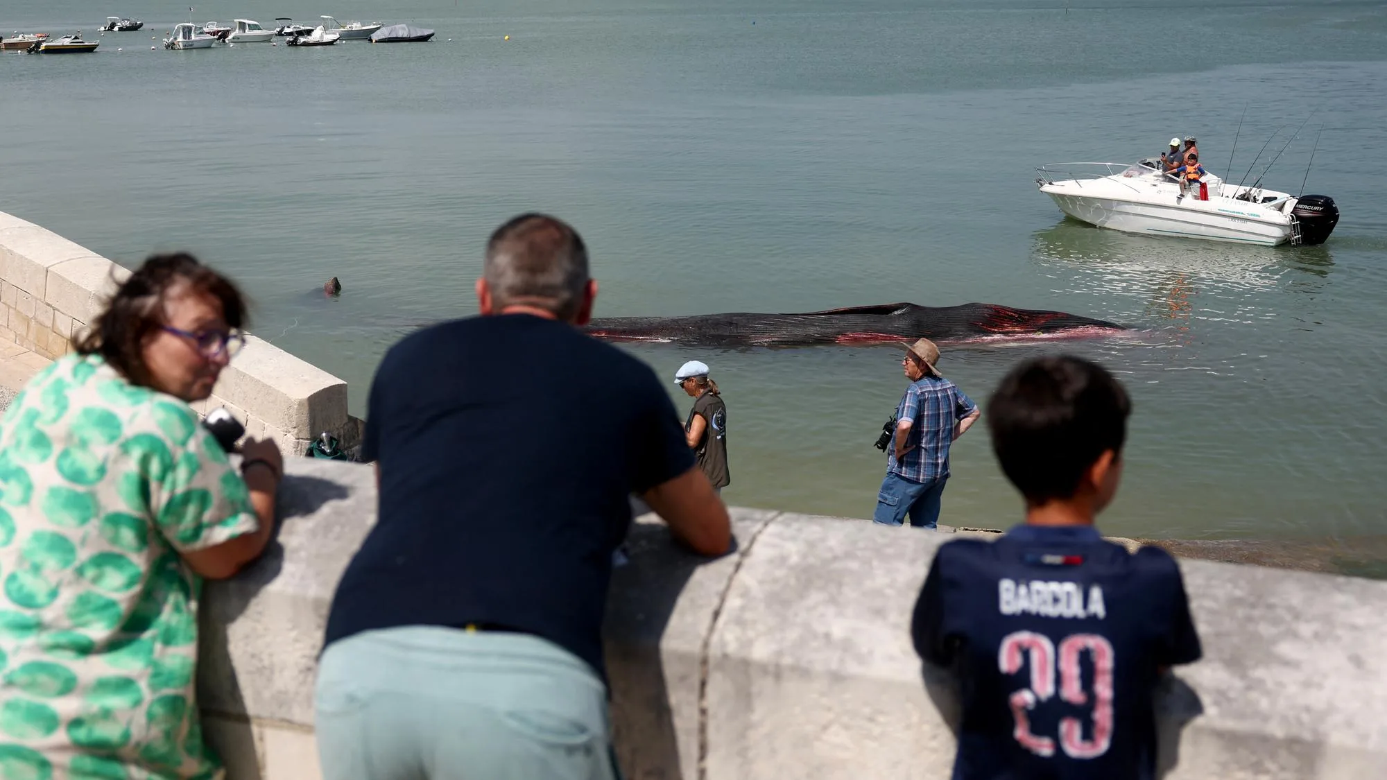 CETTE BALEINE S’EST ÉCHOUÉE AVANT DE MOURIR SUR UNE PLAGE DE L’ÎLE DE RÉ