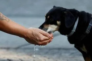 CANICULE : SI VOTRE CHIEN OU VOTRE CHAT FAIT ÇA, IL FAUT RAPIDEMENT AGIR CAR IL EST EN DANGER