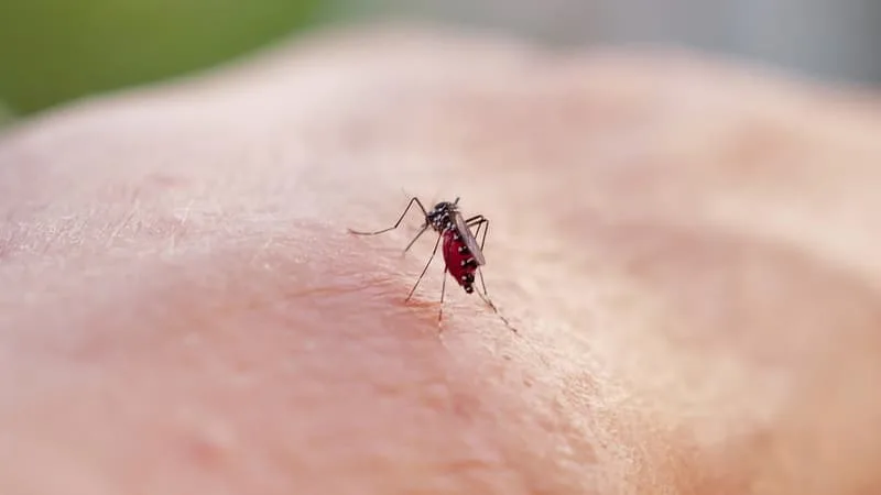 UN CAS DE DENGUE DÉTECTÉ DANS LE BAS-RHIN, UNE OPÉRATION DE TRAITEMENT PRÉVENTIVE PRÉVUE