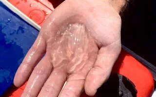 LA NOIX DE MER, COUSINE LOINTAINE DES MÉDUSES, ENVAHIT LA PLAGE DE LA BAULE : MAIS QUEL EST CE DRÔLE DE PETIT ANIMAL ?