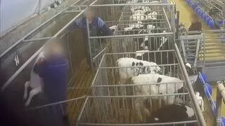 MALTRAITANCE ANIMALE DÉNONCÉE PAR L214 DANS UN ÉLEVAGE DU MAINE-ET-LOIRE : L’AFFAIRE RENVOYÉE