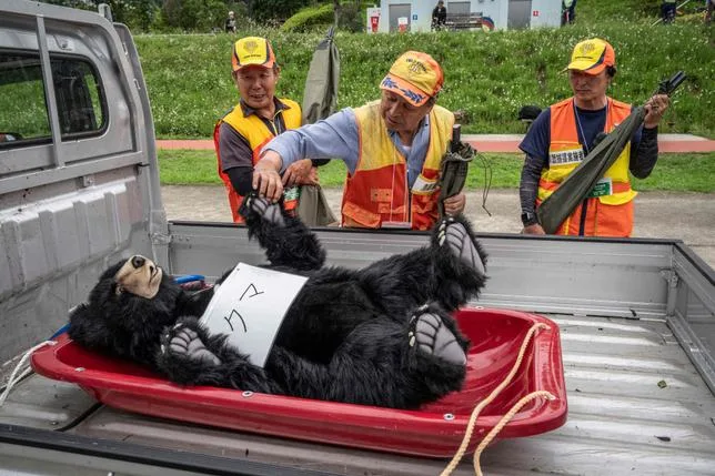 POURQUOI LES OURS, AU JAPON, S’AVENTURENT-ILS DE PLUS EN PLUS EN VILLE ?