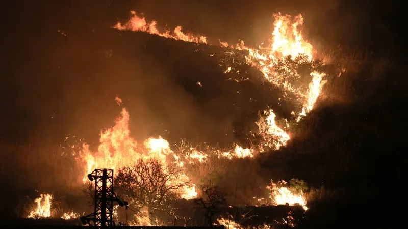 « LANCÉS DANS LES CHAMPS »: EN ITALIE, DES CHATS UTILISÉS COMME TORCHES VIVANTES POUR PROPAGER DES INCENDIES