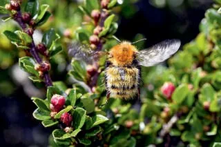 CINQ INFOS ÉTONNANTES SUR LES BOURDONS, CES INSECTES SENSIBLES ET PACIFIQUES