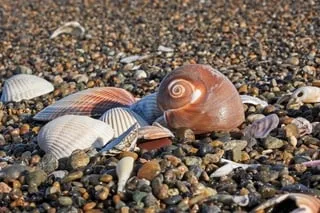 NON, VOUS NE POUVEZ PAS RAMASSER TOUT CE QUE VOUS VOULEZ SUR LA PLAGE LORS DE VOS VACANCES